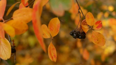 Autumn, leaf fall, sunny day in the autumn forest. Stock Footage 165691746