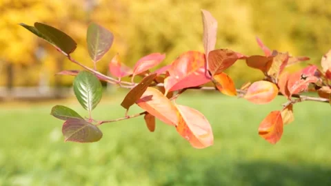 Autumn, leaf fall, sunny day in the autumn forest. Stock Footage 165692137
