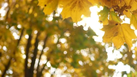 Autumn, leaf fall, sunny day in the autumn forest. Stock Footage 165692191