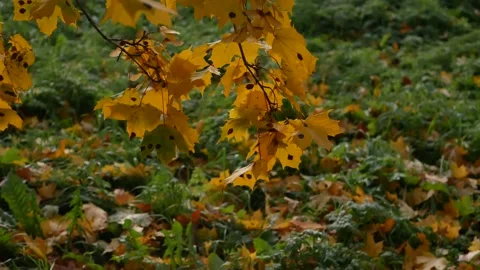 Autumn, leaf fall, sunny day in the autumn forest. Stock Footage 165692329