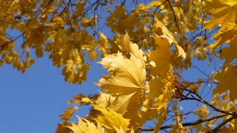 Autumn, leaf fall, sunny day in the autumn forest. Video stock 166895614