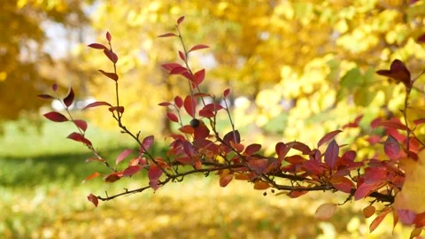 Autumn, leaf fall, sunny day in the autumn forest. Video stock 166895742