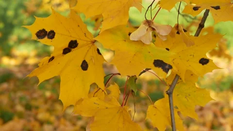 Autumn, leaf fall, sunny day in the autumn forest. Stock Footage 166895751