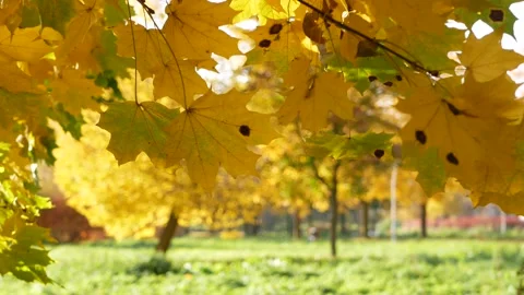 Autumn, leaf fall, sunny day in the autumn forest. Stock-Footage 166895891