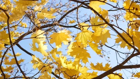 Autumn, leaf fall, sunny day in the autumn forest. Stock Footage 166895990