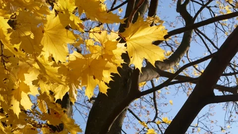 Autumn, leaf fall, sunny day in the autumn forest. Stock Footage 166895994