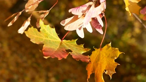 Autumn, leaf fall, sunny day in the autumn forest. Stockbeeldmateriaal 166896204
