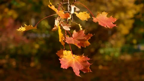 Autumn, leaf fall, sunny day in the autumn forest. Stock Footage 167930281