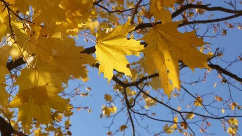 Autumn, leaf fall, sunny day in the autumn forest. Stock Footage 167930389