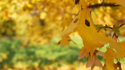 Autumn, leaf fall, sunny day in the autumn forest. Stock Footage 167930406