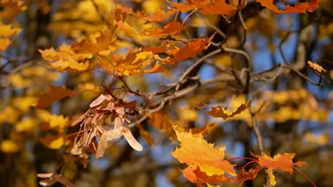 Autumn, leaf fall, sunny day in the autumn forest. Stock Footage 167930471