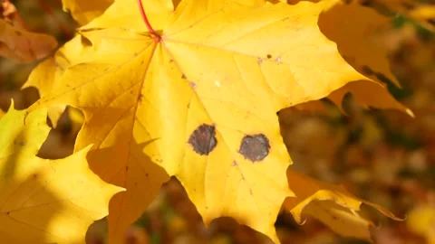 Autumn, leaf fall, sunny day in the autumn forest. Stock Footage 167930474