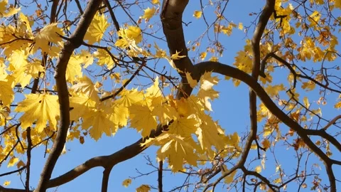Autumn, leaf fall, sunny day in the autumn forest. Video stock 167930539