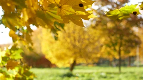 Autumn, leaf fall, sunny day in the autumn forest. Stock-Footage 167930550
