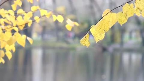 Autumn, leaf fall, sunny day in the autumn forest. Video stock 168887174