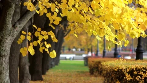 Autumn, leaf fall, sunny day in the autumn forest. Video stock 168887235