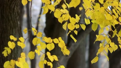Autumn, leaf fall, sunny day in the autumn forest. Stock Footage 168887381