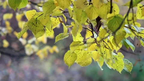 Autumn, leaf fall, sunny day in the autumn forest. Stock Footage 168887611
