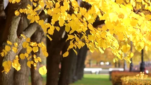 Autumn, leaf fall, sunny day in the autumn forest. Stock Footage 168887844