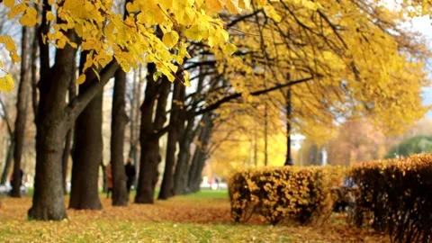 Autumn, leaf fall, sunny day in the autumn forest. Stockbeeldmateriaal 168887905