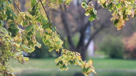 Autumn, leaf fall, sunny day in the autumn forest. Stock-Footage 168887954