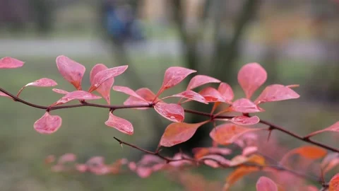 Autumn, leaf fall, sunny day in the autumn forest. 스톡 동영상 170664048