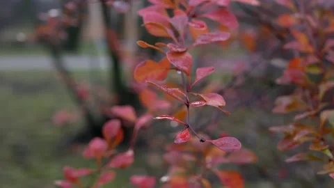 Autumn, leaf fall, sunny day in the autumn forest. Stock Footage 170664053