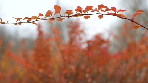 Autumn, leaf fall, sunny day in the autumn forest. Stock Footage 170664117