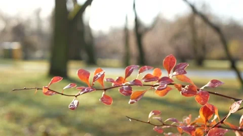 Autumn, leaf fall, sunny day in the autumn forest. Stock Footage 170664363