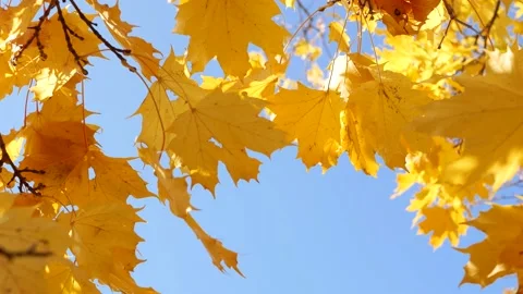Autumn, leaf fall, sunny day in the autumn forest. Stockbeeldmateriaal 170758122