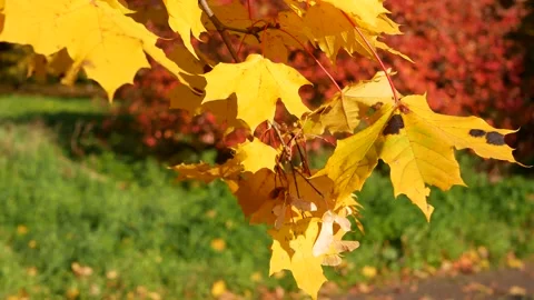 Autumn, leaf fall, sunny day in the autumn forest. Stock Footage 170758131