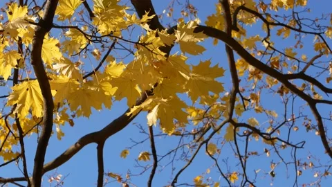 Autumn, leaf fall, sunny day in the autumn forest. Video stock 170758237