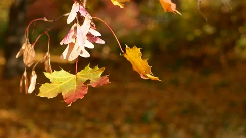 Autumn, leaf fall, sunny day in the autumn forest. Stock Footage 170758419
