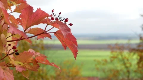 Autumn, leaf fall, sunny day in the autumn forest. Stock Footage 221827087