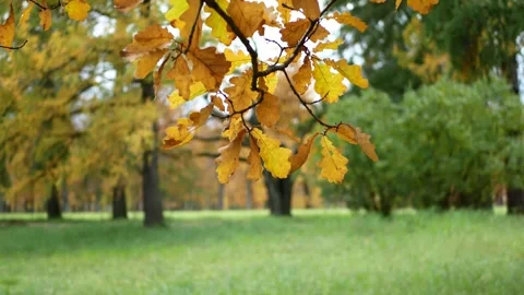 Autumn, leaf fall, sunny day in the autumn forest. Video stock 223661873