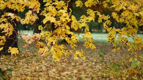 Autumn, leaf fall, sunny day in the autumn forest. Stock Footage 223661951