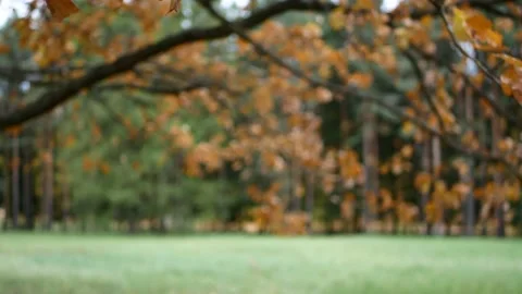 Autumn, leaf fall, sunny day in the autumn forest. Stock Footage 223662337