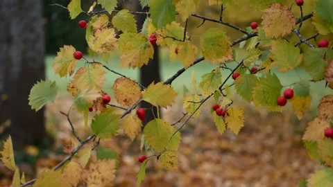 Autumn, leaf fall, sunny day in the autumn forest. Stock-Footage 223662702