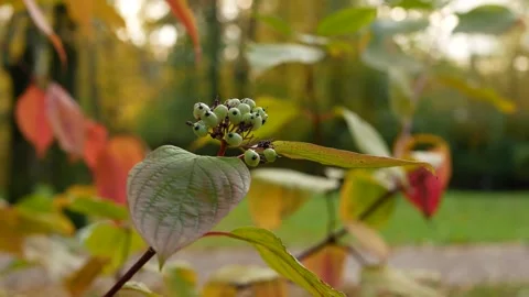 Autumn, leaf fall, sunny day in the autumn forest. Stock Footage 231964403
