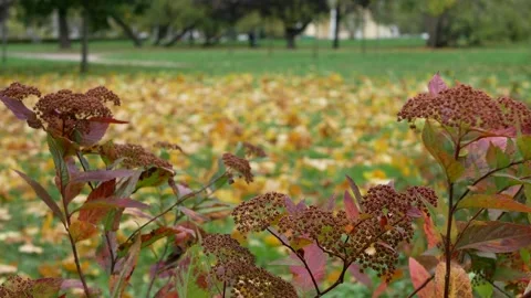 Autumn, leaf fall, sunny day in the autumn forest. Vídeo Stock 233518625