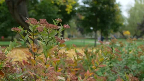 Autumn, leaf fall, sunny day in the autumn forest. Stock-Footage 233518758