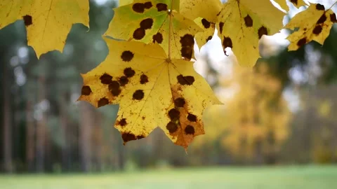 Autumn, leaf fall, sunny day in the autumn forest. Stock Footage 233518857