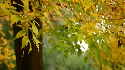 Autumn, leaf fall, sunny day in the autumn forest. Stock Footage 240396520