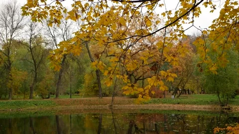 Autumn, leaf fall, sunny day in the autumn forest. Stock Footage 240397060