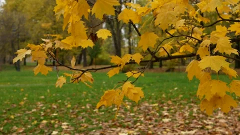 Autumn, leaf fall, sunny day in the autumn forest. Stock Footage 240397893