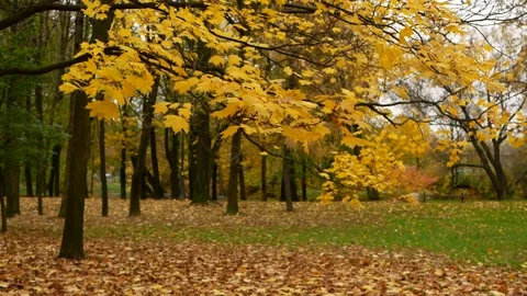 Autumn, leaf fall, sunny day in the autumn forest. Stock Footage 240398353