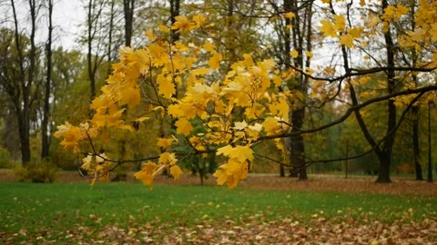 Autumn, leaf fall, sunny day in the autumn forest. Stock-Footage 240398807