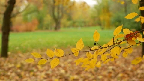 Autumn, leaf fall, sunny day in the autumn forest. 動画素材 240399530