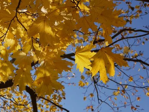 Autumn, leaf fall, sunny day in the autumn forest. Stock Photos