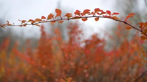 Autumn, leaf fall, sunny day in the autumn forest. Stock Photos